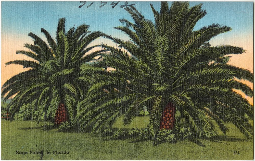             Sago-palms in Florida          