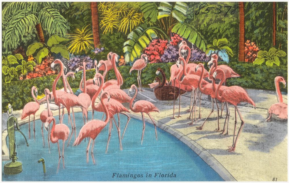             Flamingos in Florida          
