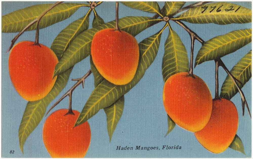             Haden Mangoes, Florida          