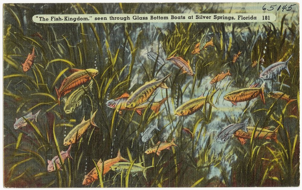             "The Fish-Kingdom," seen through glass bottom boats at Silver Springs, Florida          