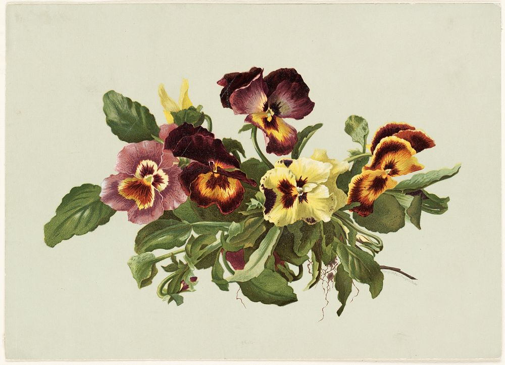             Pansies           by Olive E. Whitney