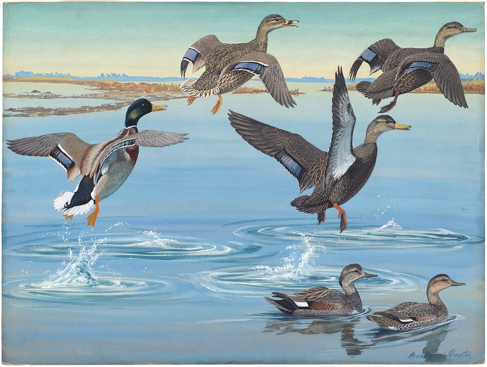             Panel 12: Mallard, Black Duck, Red-legged Black Duck, Gadwall           by Louis Agassiz Fuertes