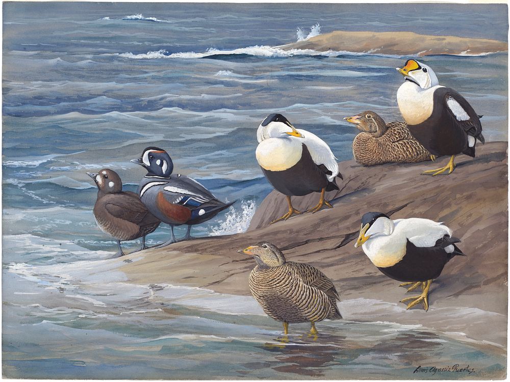             Panel 17: King Eider, Northern Eider, Harlequin Duck, Eider           by Louis Agassiz Fuertes