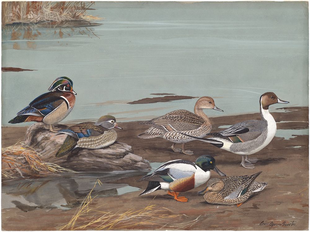             Panel 14: Wood Duck, American Pintail, Shoveller           by Louis Agassiz Fuertes