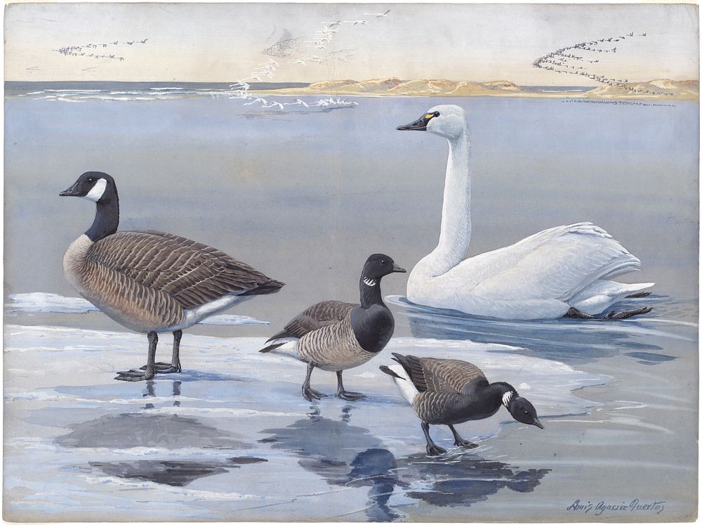             Panel 20: Whistling Swan, Canada Goose, Brant, Black Brant           by Louis Agassiz Fuertes