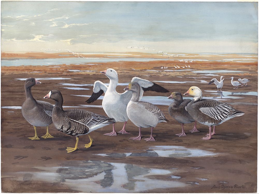             Panel 19: White-fronted Goose, Greater Snow Goose, Blue Goose           by Louis Agassiz Fuertes
