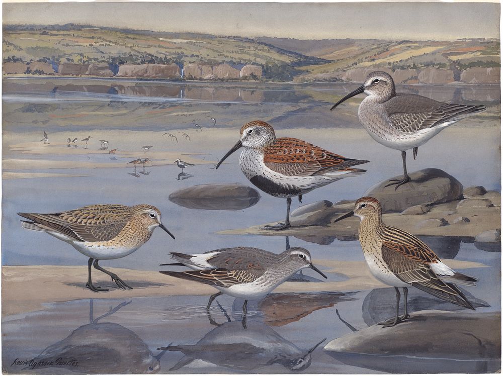             Plate 27: Red-backed Sandpiper, Baird's Sandpiper, White-rumped Sandpiper           by Louis Agassiz Fuertes