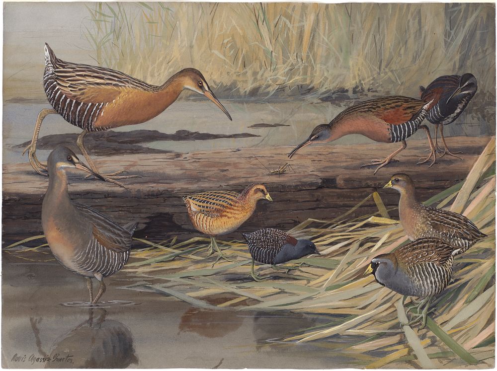             Plate 23: King Rail, Virginia Rail, Yellow Rail, Black Rail, Clapper Rail, Sora           by Louis Agassiz…