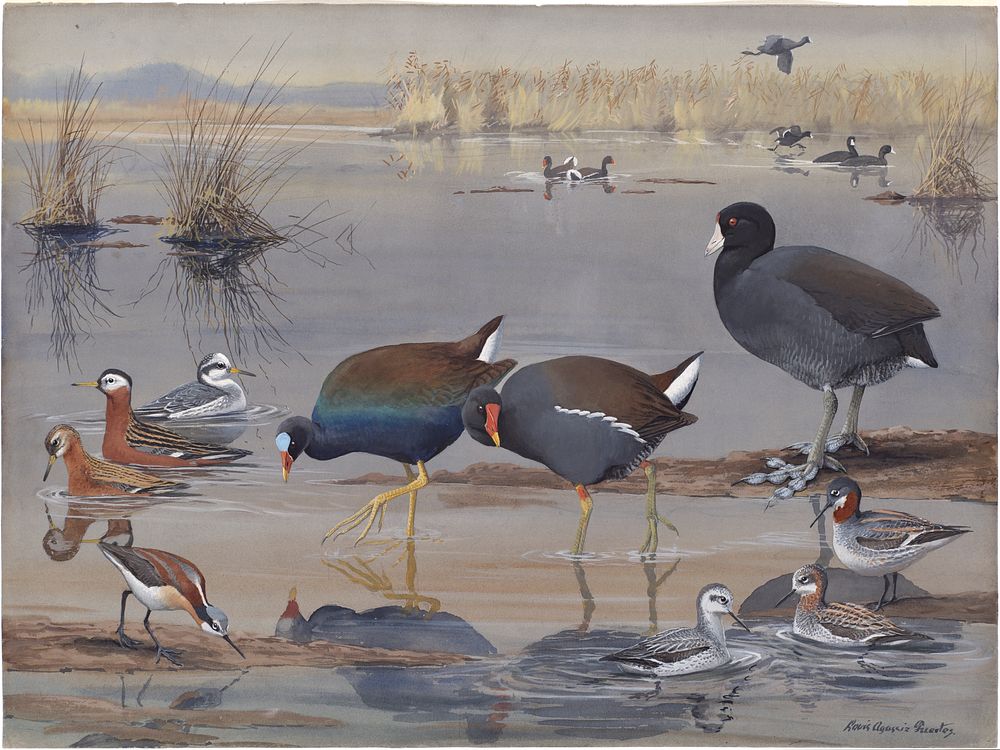             Plate 24: Coot, Red Phalarope, Purple Gallinule, Florida Gallinule, Wilson's Phalarope, Northern Phalarope      …