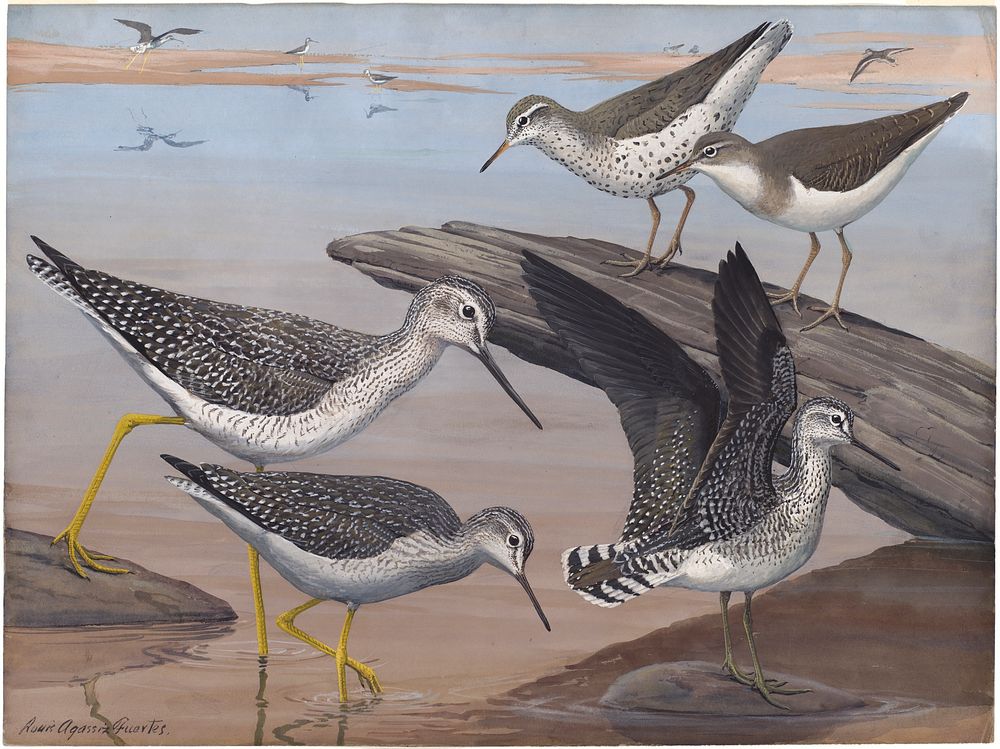             Plate 30: Spotted Sandpiper, Solitary Sandpiper, Greater Yellow-legs, Yellow-legs           by Louis Agassiz…