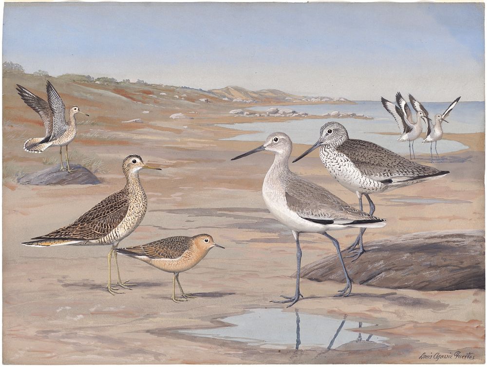             Plate 31: Willet, Upland Plover, Western Willet, Buff-breaster Sandpiper           by Louis Agassiz Fuertes