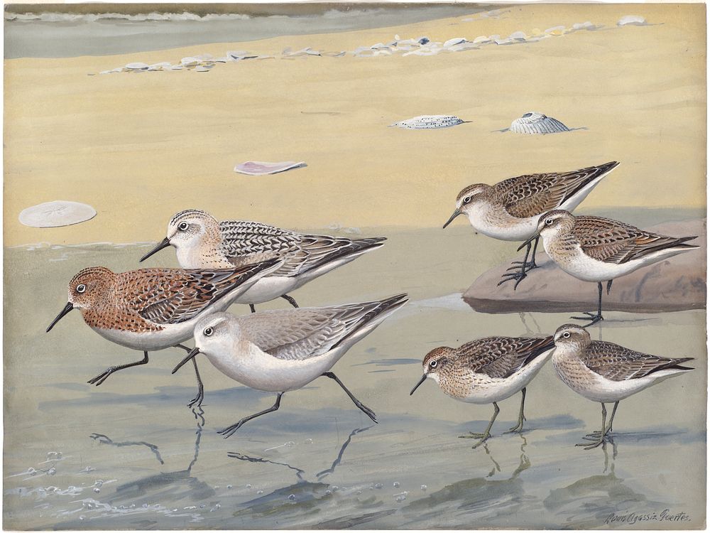             Plate 28: Semipalmated Sandpiper, Sanderling, Least Sandpiper           by Louis Agassiz Fuertes