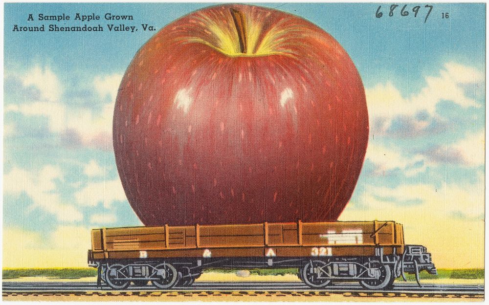             A sample apple grown around Shenandoah Valley, Va.          