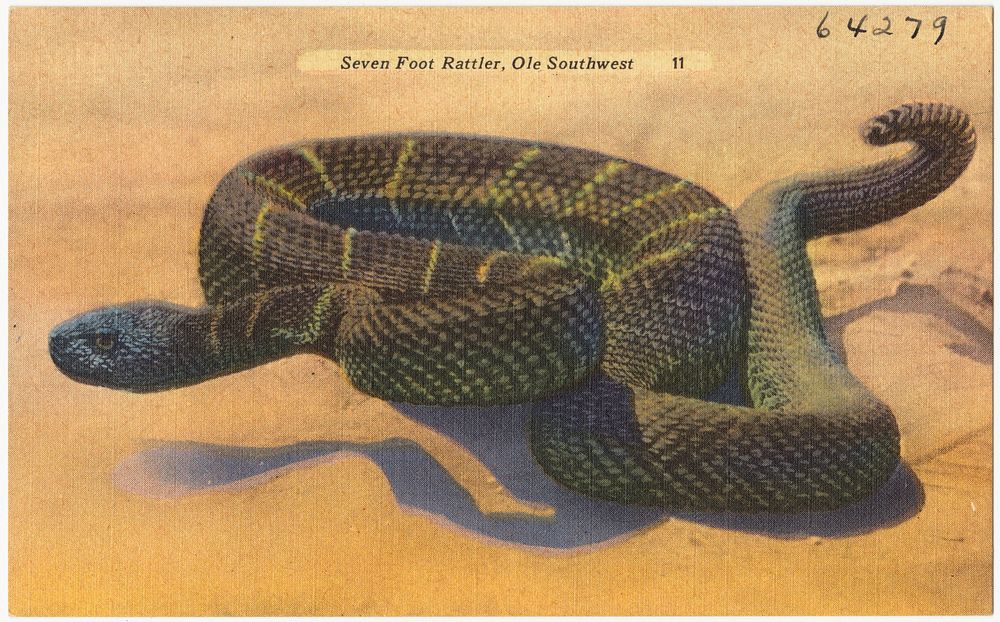             Seven foot Rattler, Ole Southwest          