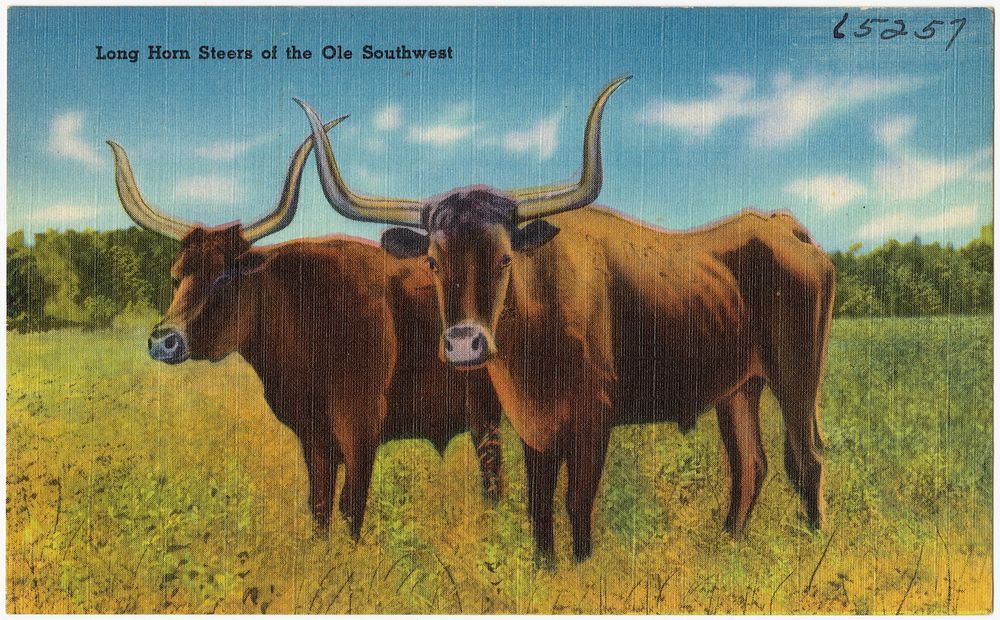             Long Horn Steers          
