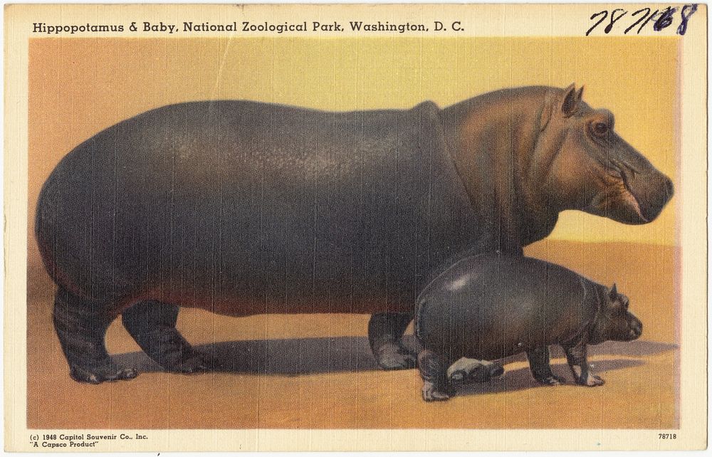             Hippopotamus & baby, National Zoological Park, Washington, D. C.          