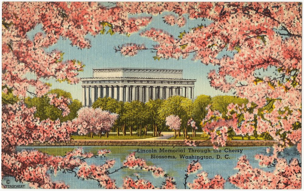             Lincoln Memorial through the Cherry Blossoms, Washington, D. C.          