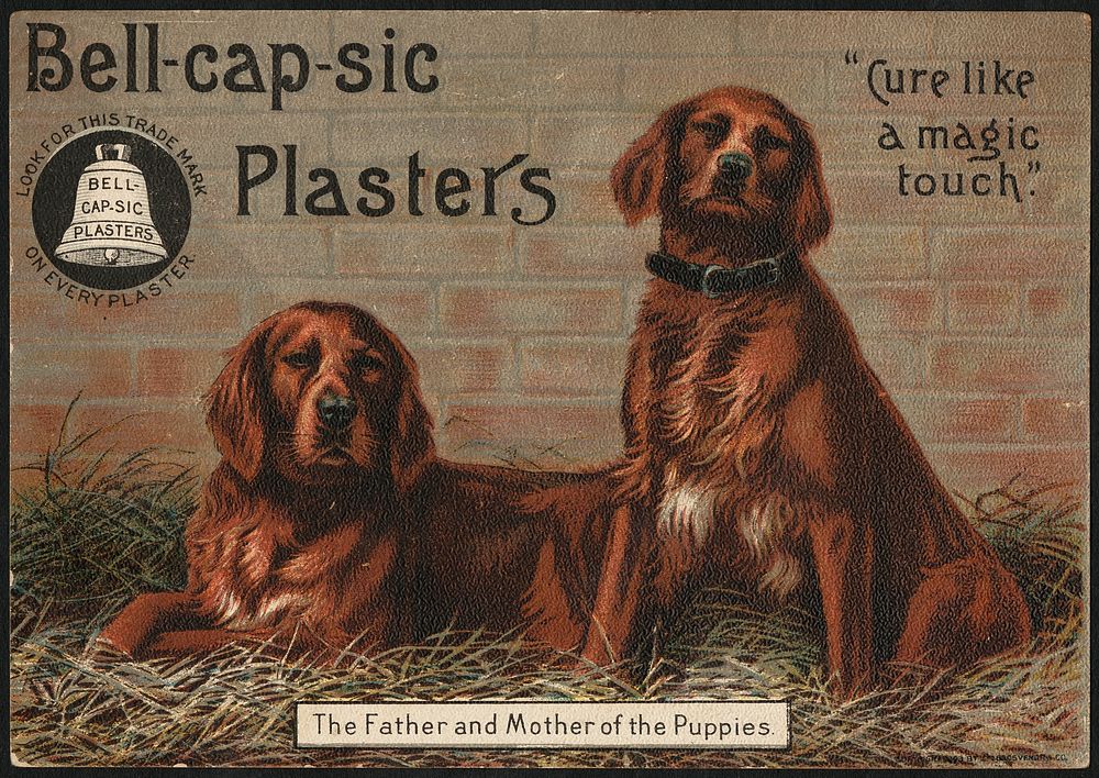             Bell-cap-sic Plasters, "Cure like a magic touch." The father and mother of the puppies.          