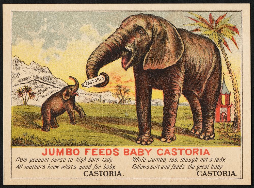             Jumbo feeds baby Castoria          