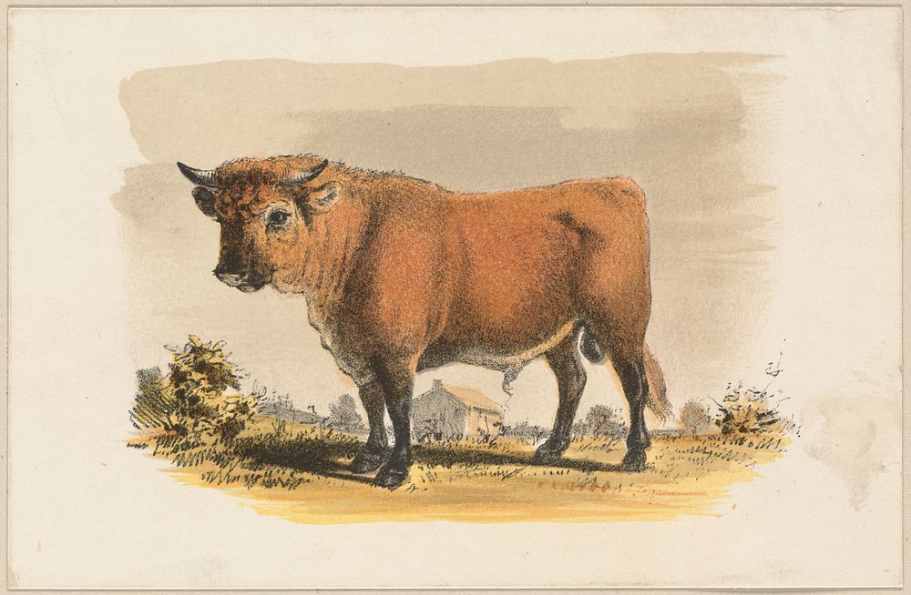             Bull          