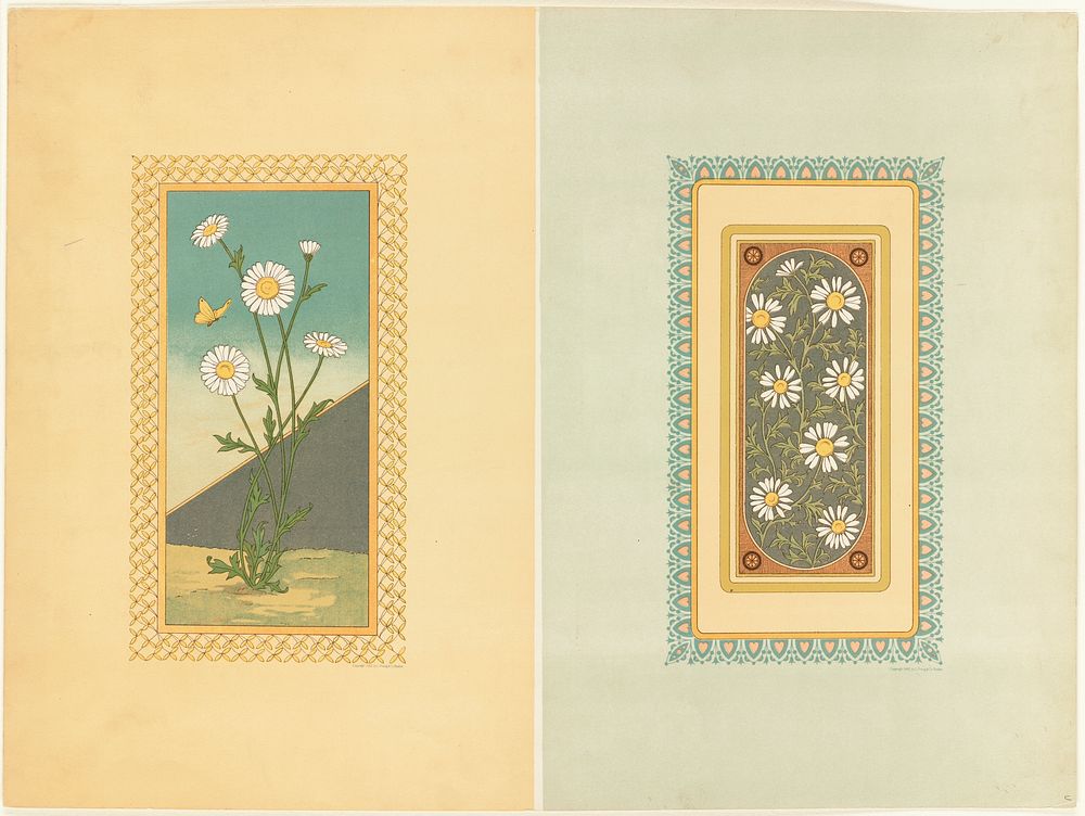             Daisies used in designs          