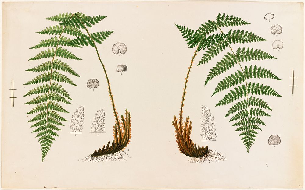             Fern specimens          