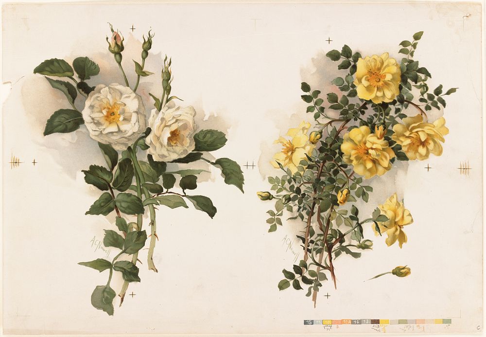             Two bunches of yellow roses          