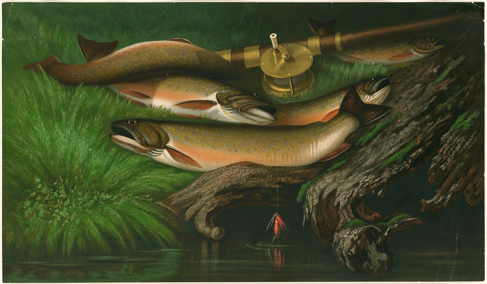             Trout          