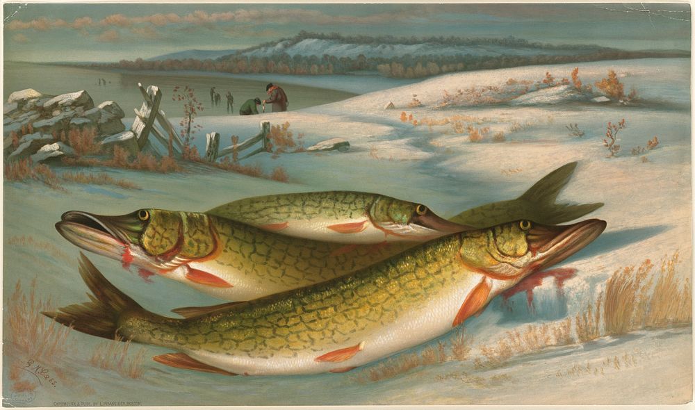             Pickerel          