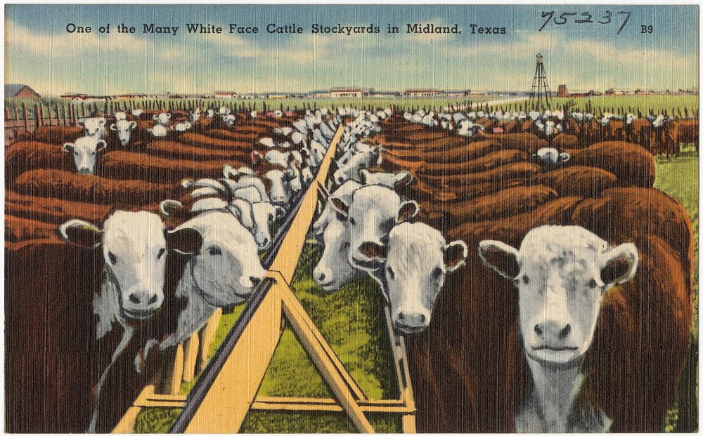             One of the many White Face Cattle Stockyards in Midland, Texas          