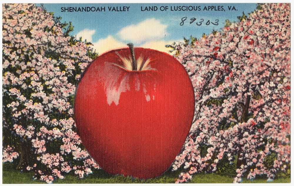             Shenandoah Valley, land of luscious apples, VA.          