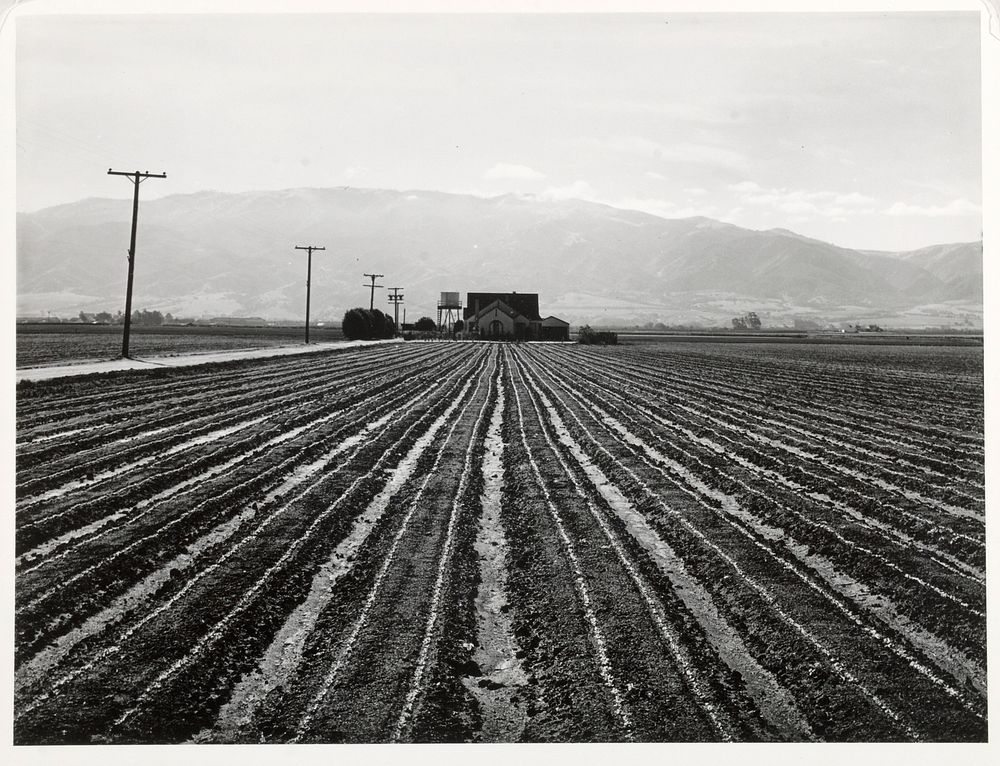 Young Lettuce, Salinas, California by Russell Lee