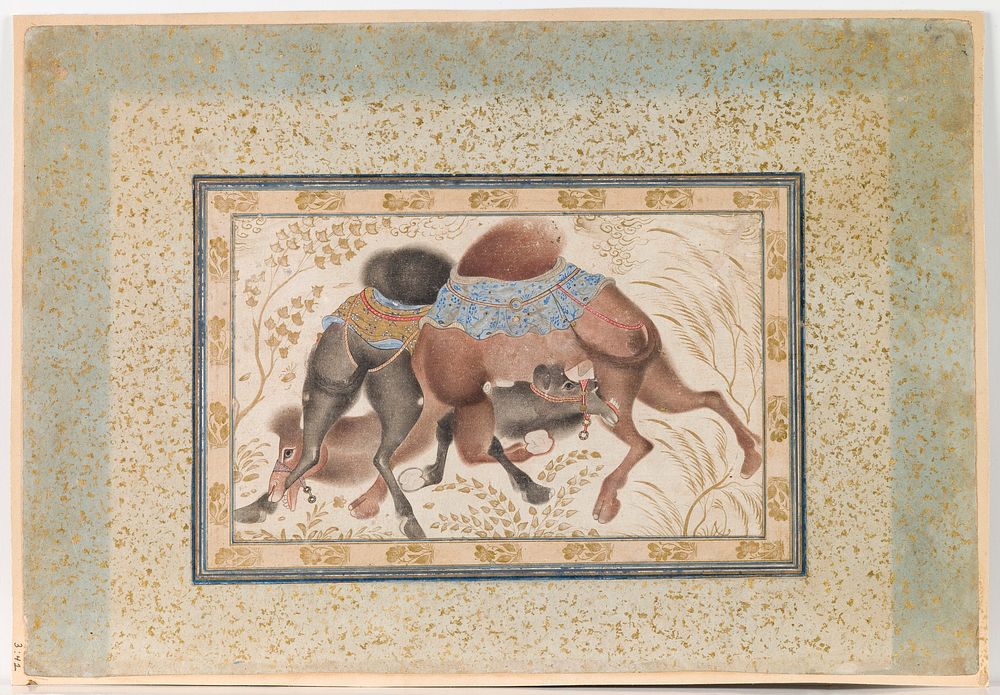 Two Camels Fighting
