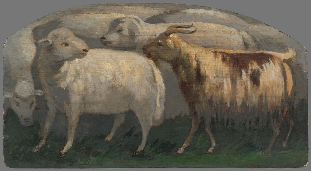 Sheep, Maximilian Ratskay