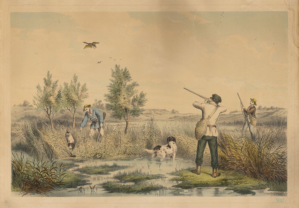 Wild duck hunting