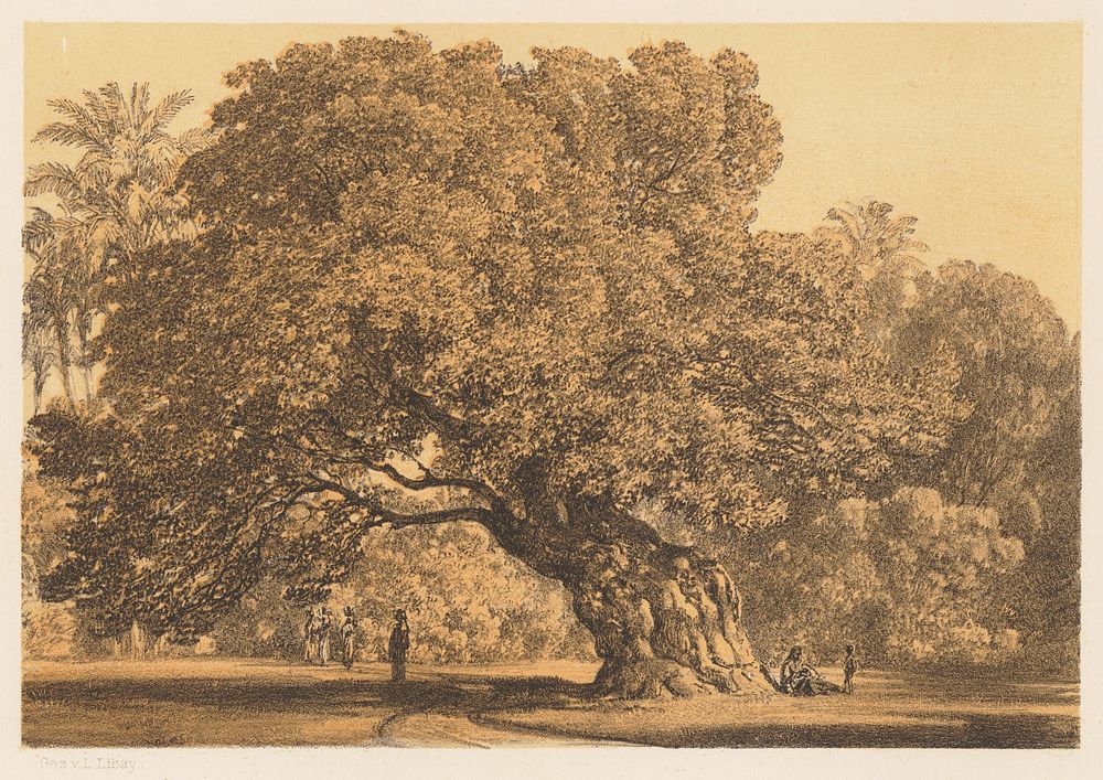 Mary's tree near cairo, Karol ľudovít Libay