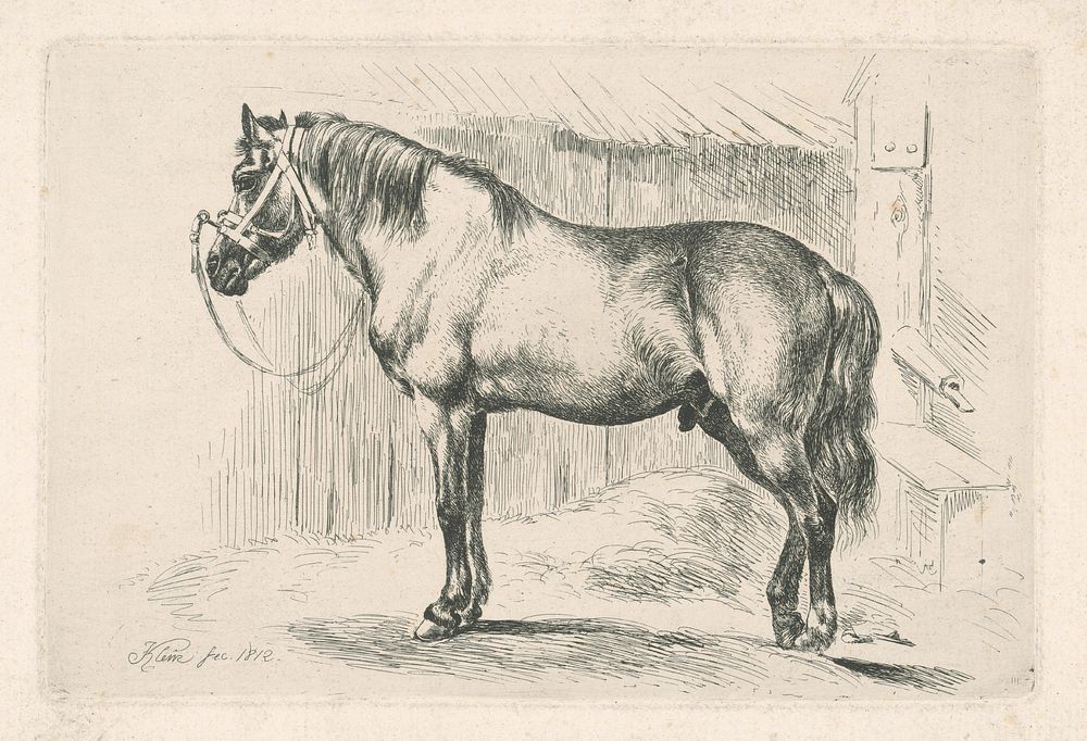 A horse