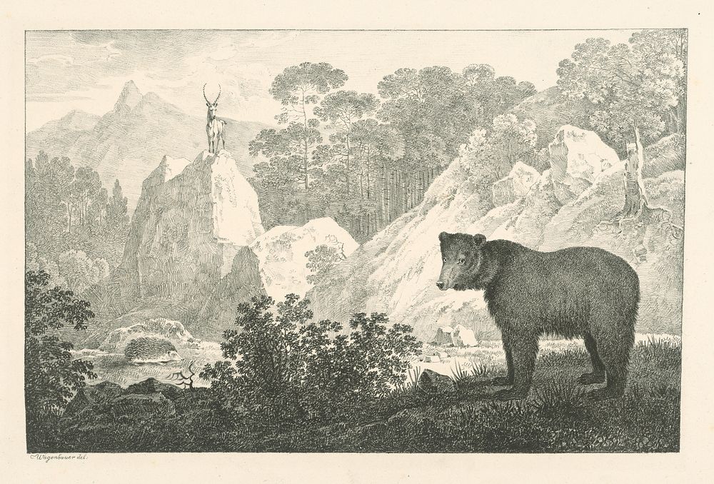 Bear in the country