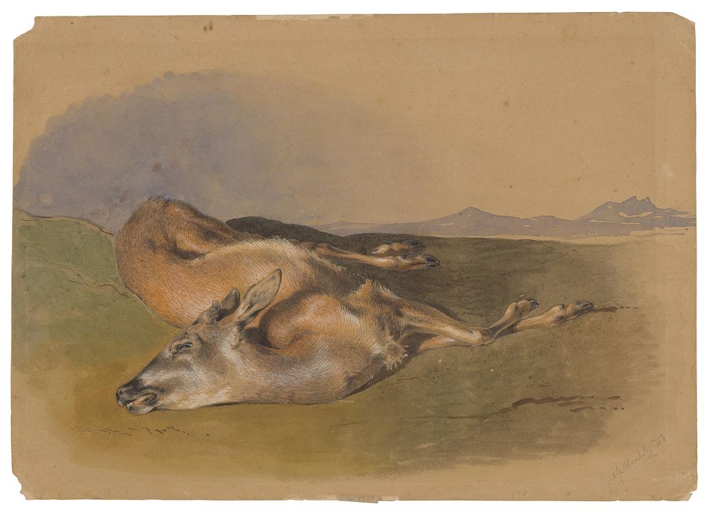 Dead doe  by Friedrich Carl von Scheidlin