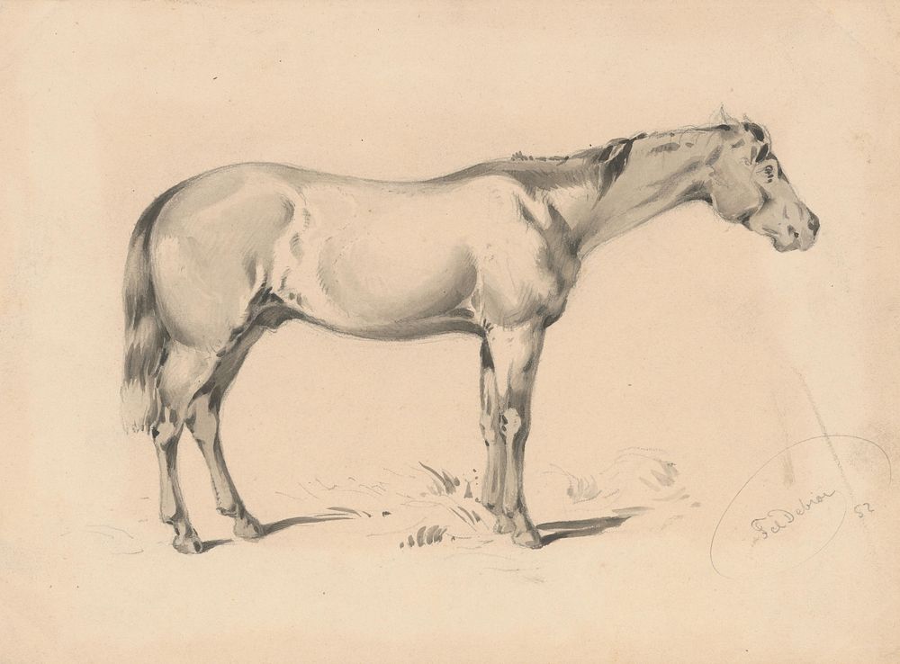 Study of a horse i.  by Friedrich Carl von Scheidlin