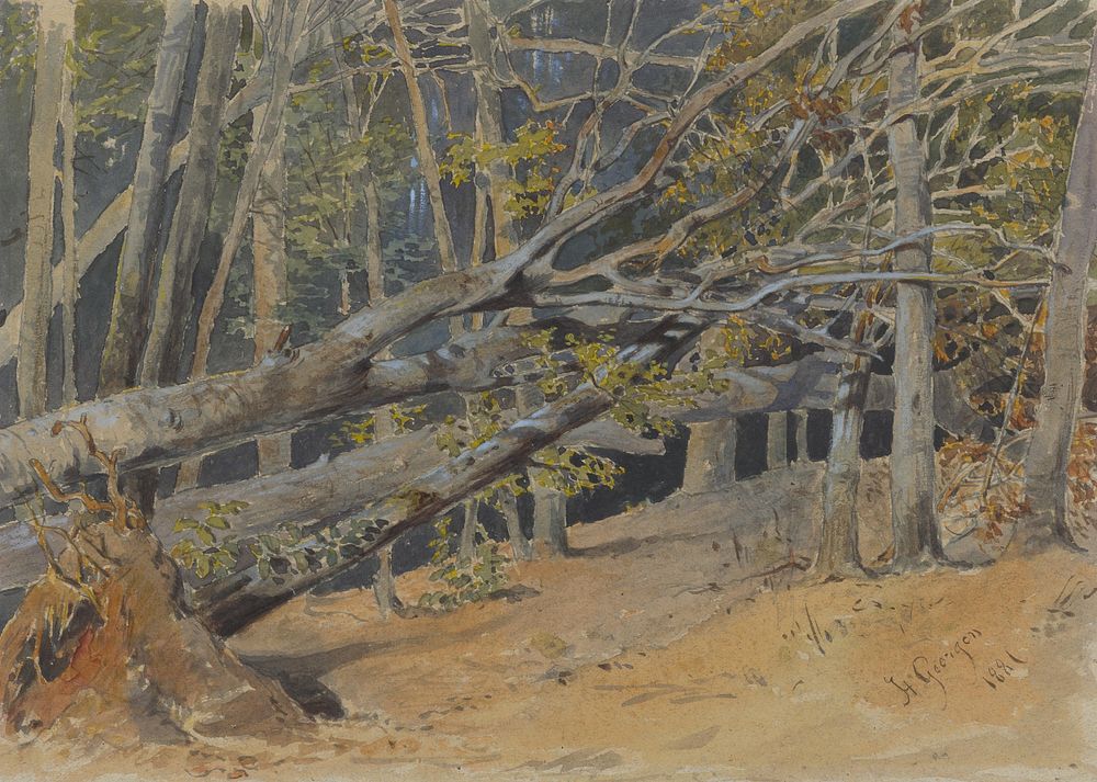 Study of cut down trees  by Friedrich Carl von Scheidlin