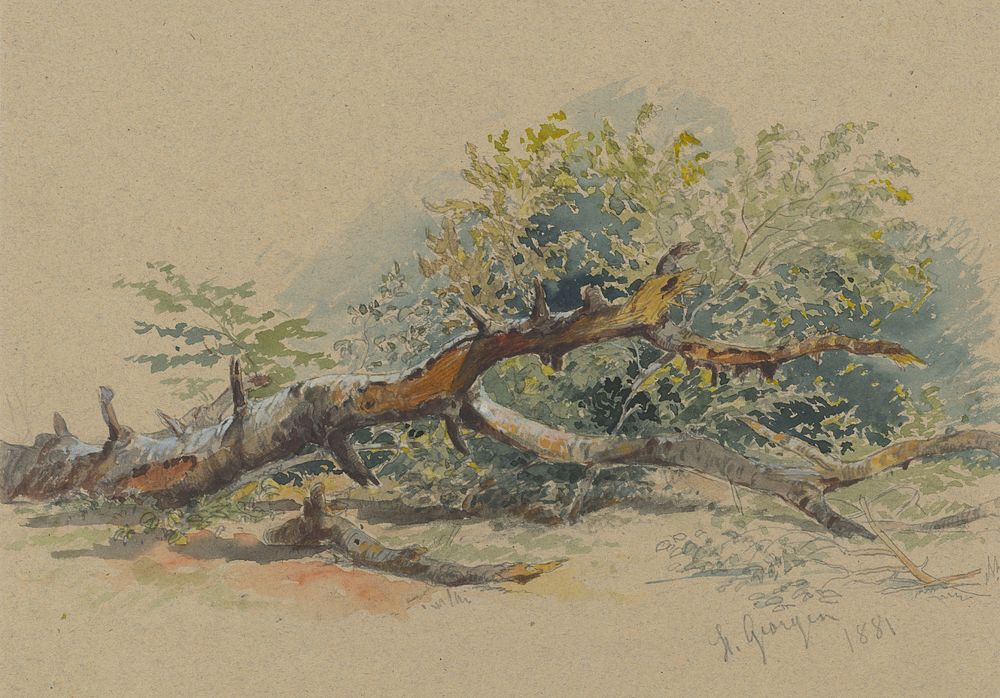 Study of a cut down tree  by Friedrich Carl von Scheidlin