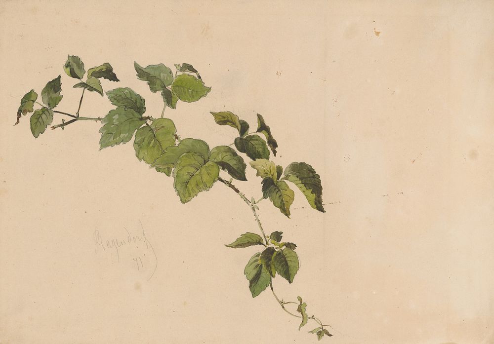 Blackberry sprig  by Friedrich Carl von Scheidlin