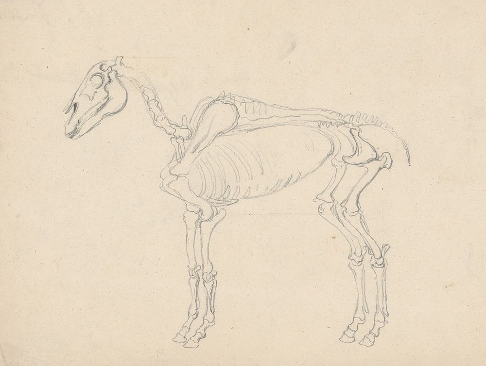 Study of a horse skeleton by Friedrich Carl von Scheidlin by Friedrich Carl von Scheidlin