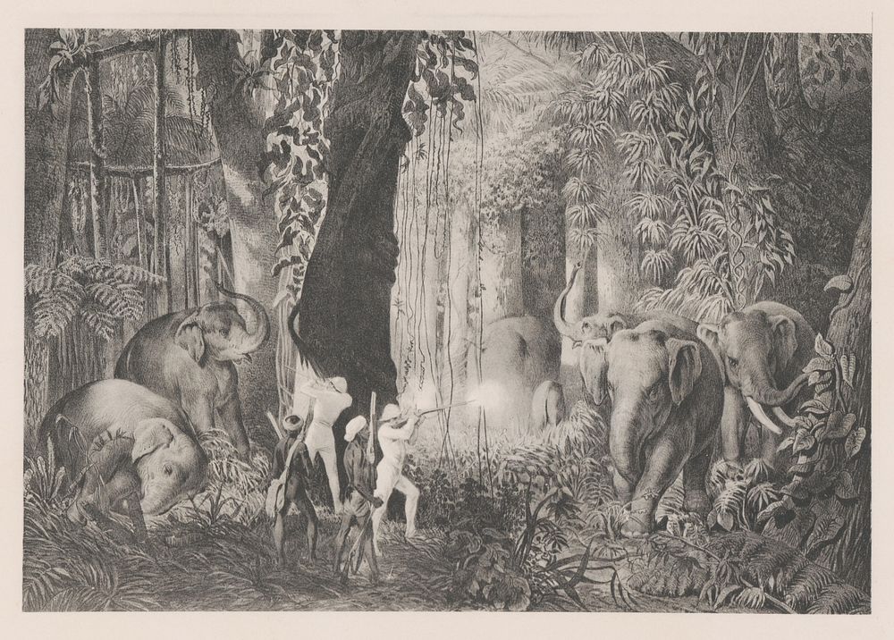 Elephant hunting with hounds., Emanuel Andrássy