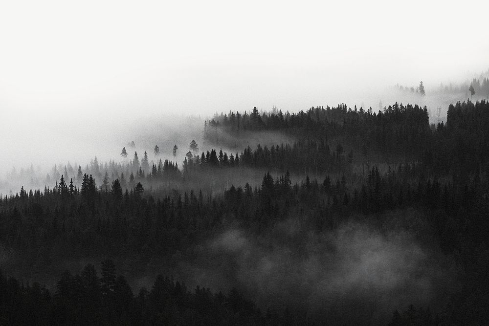 Misty winter forest, border background   psd