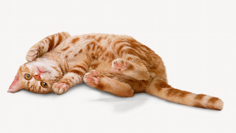 Ginger shorthair cat isolated image