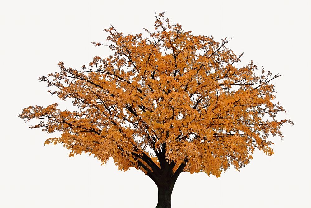 Autumn tree collage element, isolated image