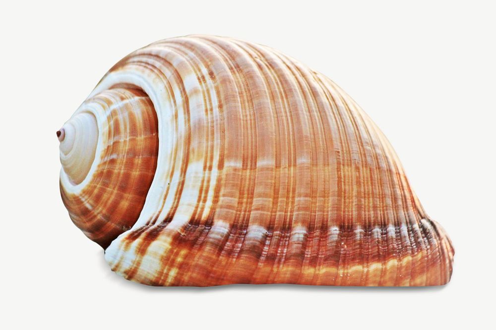 Spiral seashell collage element psd