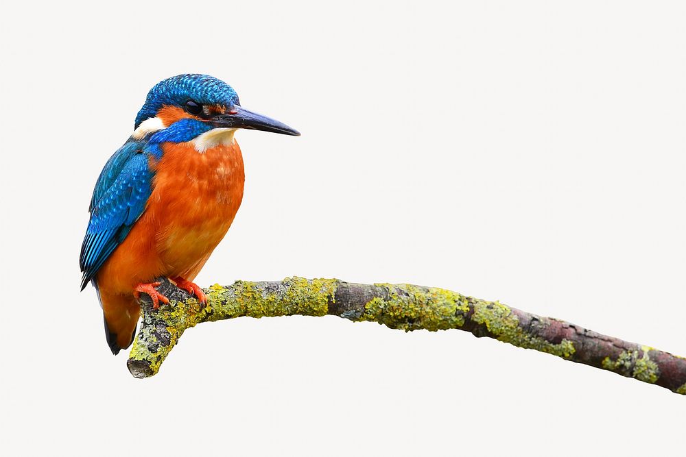 Blue jay bird collage element, animal isolated image